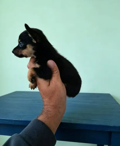 Pinscher zero