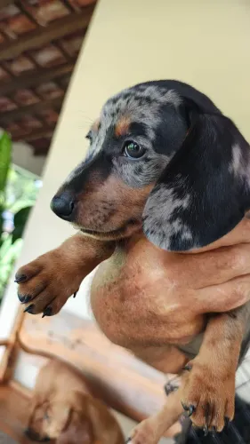 Dachshund salshichinha filhote