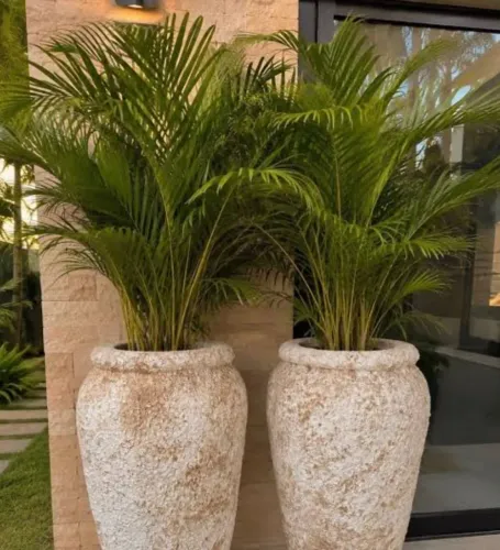 Palmeira de salão 1m a 1,20m + brinde