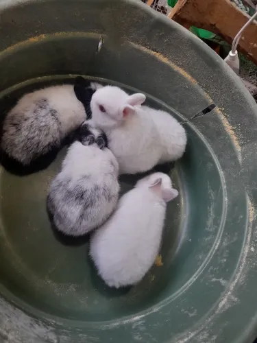 Coelhos netherland dwarf