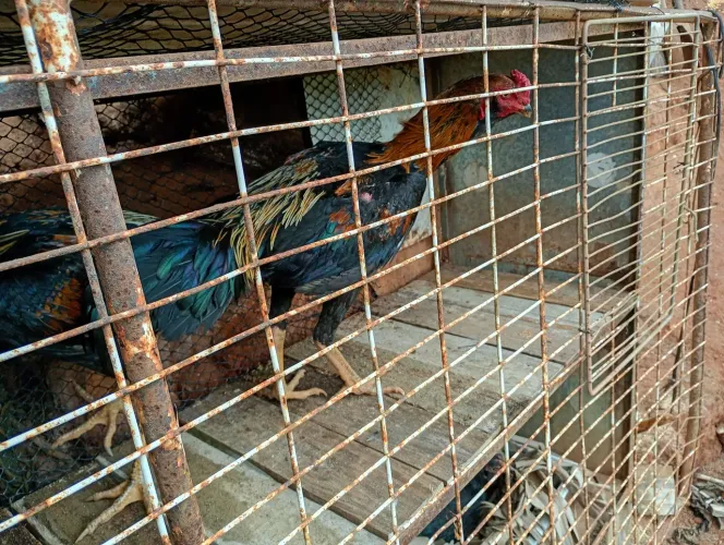 Frangos índios 50 reais cada