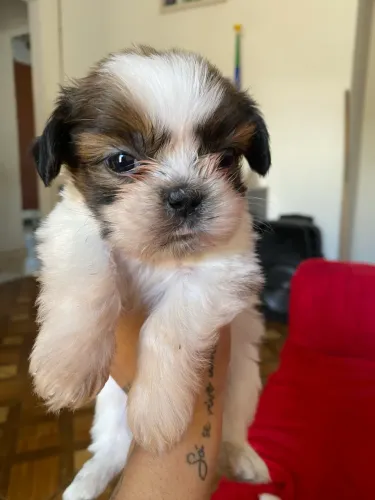 Cachorro shitszu