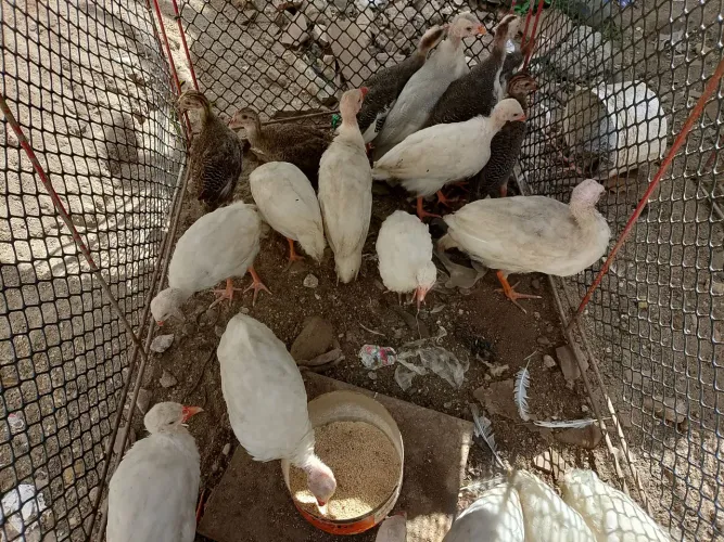 Guiné branco filhote