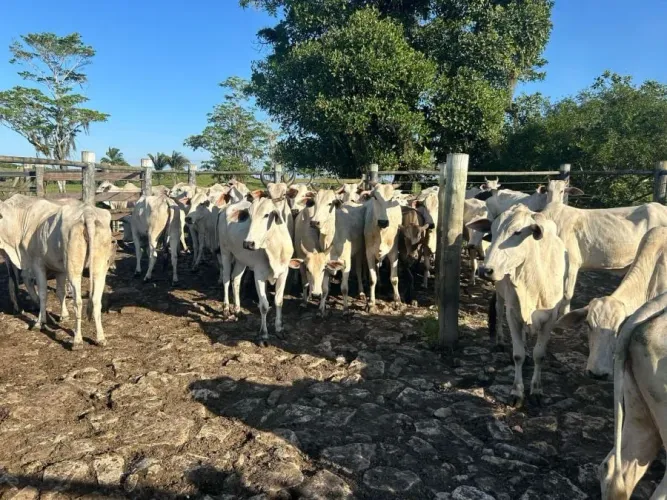 FAZENDA PRODUTIVA À VENDA