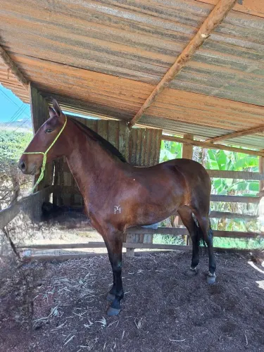 Potra Mangalarga Registrada