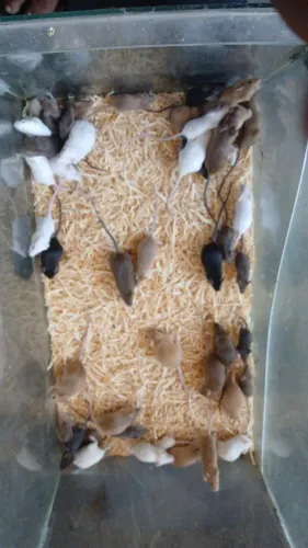 Topodongos