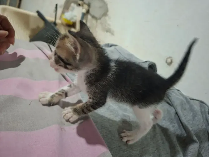 Gatinha