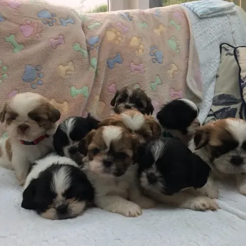 Shih tzu fofos e carinhosos