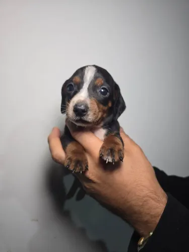 Dachshund divertidos e amáveis 