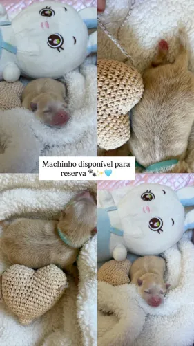 Lulu da pomerania