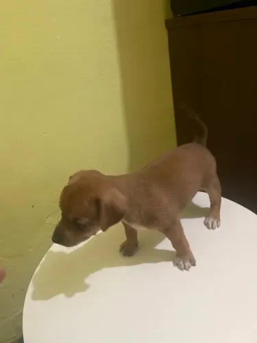 ? LINDOS FILHOTES DE PINSCHER, OBS: MACHOS !