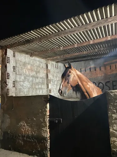 Cavalo a venda