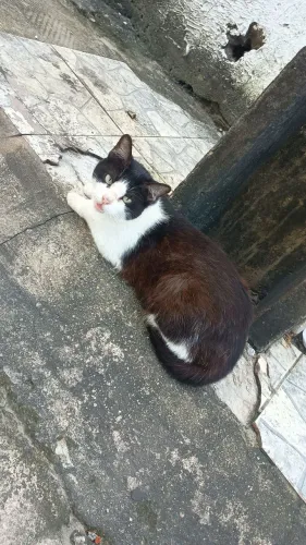 Gatinha Castrada 