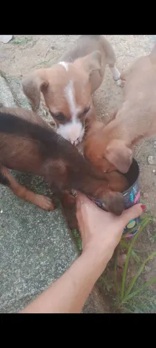 Adoção responsável.