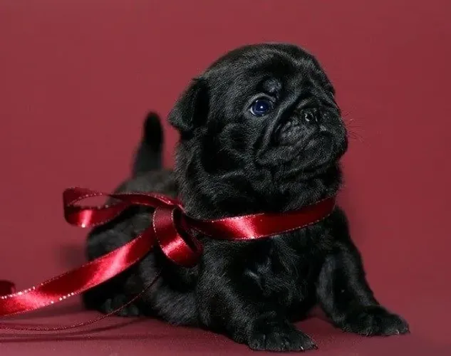 Pug - Patinhas Pequenas, Memórias Gigantes Pela Vida Toda 