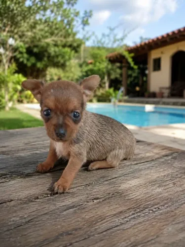 Pinscher 0 Mini Lindos Filhotes com Pedigree