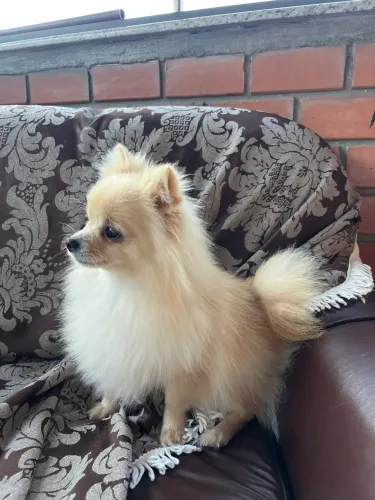 Lulu da pomerania 