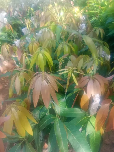 Venda de mudas frutíferas 