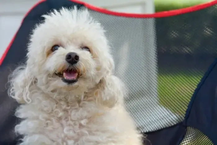 ? Poodle | Encontre o Filhote Perfeito Para Sua Família