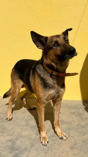 DOAÇÃO PASTOR ALEMÃO