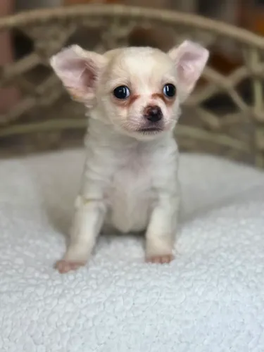 Chihuahua macho longo disponível