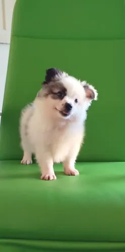 Lulu da Pomerânia ( Spitz Alemão Macho)