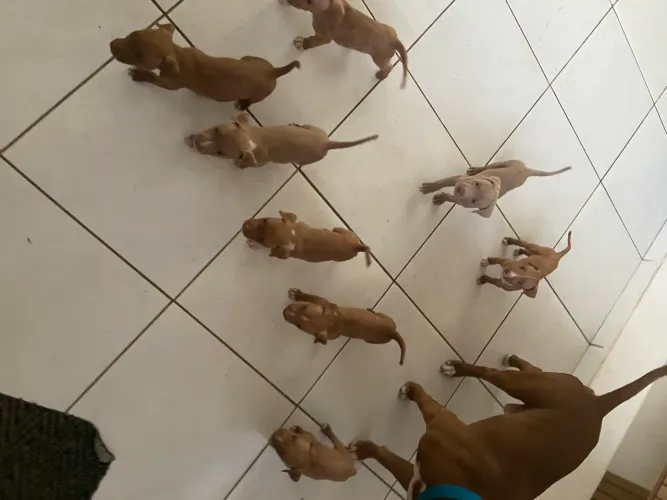 Vendo esses filhotes ? de pitbull