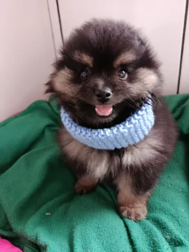 Spitz alemão o presente mais fofo desde dia dos namorados 