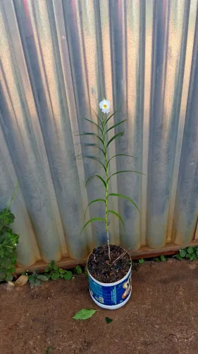 Orquídea bambu albina