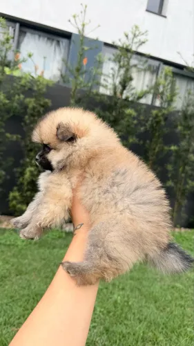 spitz alemão anão