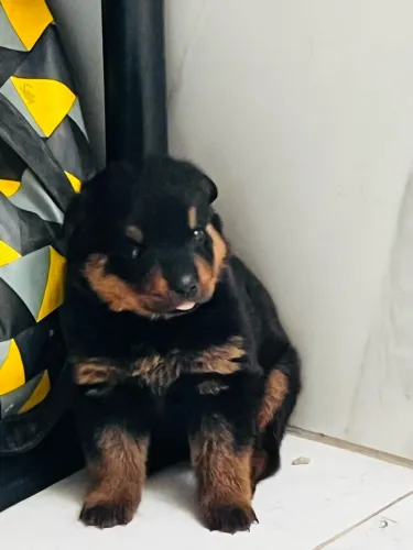 Filhote de Rottweiler