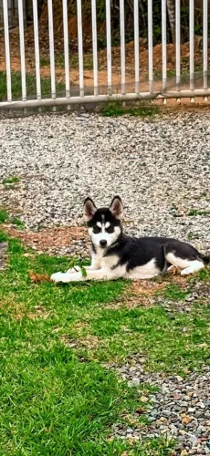 Filhote de Husky