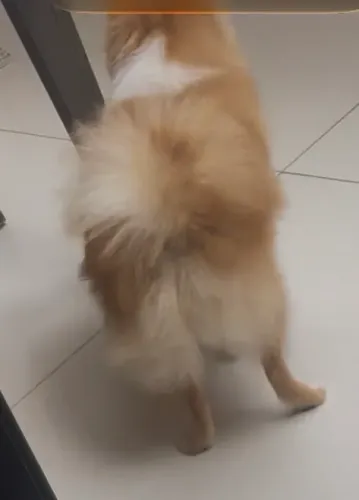 Vendo Lulu Pomerania fêmea de 9 meses vacinada