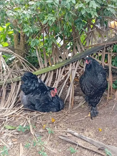 Galinha e galo Brahma