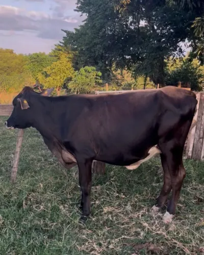 Novilha leiteira 