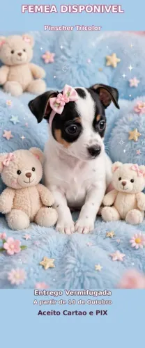 Pinscher fêmea zero
