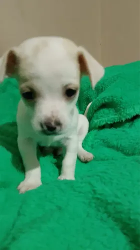 Pinscher com 48 dias fêmea vacinada
