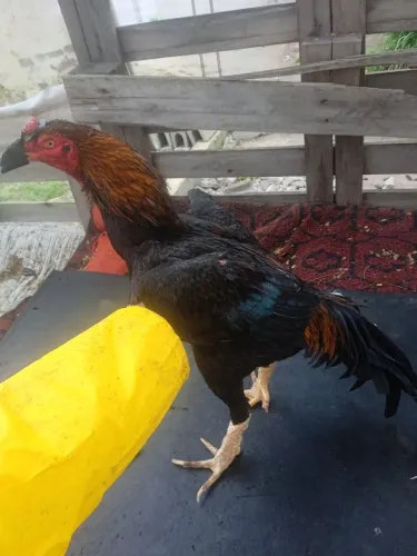 Galo disponível 2.900KG