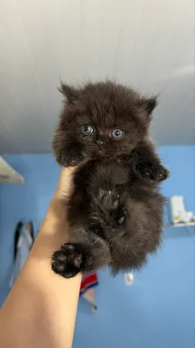 Gatinha persa black
