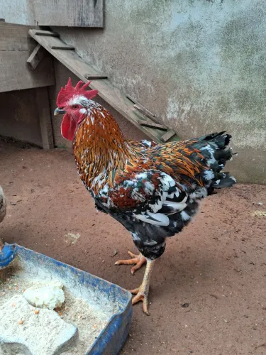 Frango gsb 