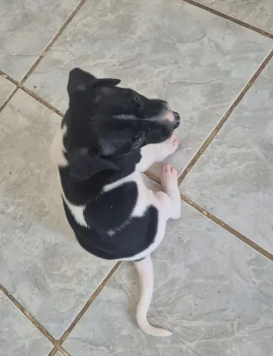 Doação de cachorro ? 