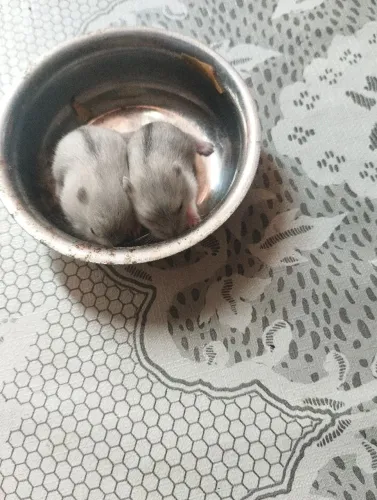 Filhotes de hamster