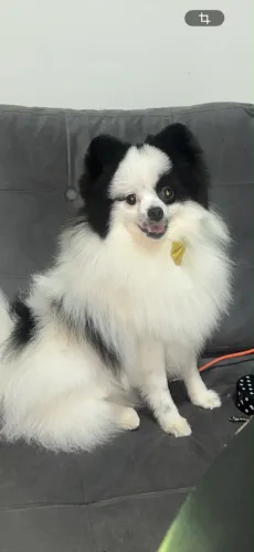 Lulu da pomerania disponível para cobertura