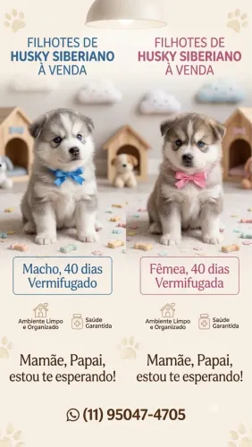 Filhotes fêmea Husk Siberiano 