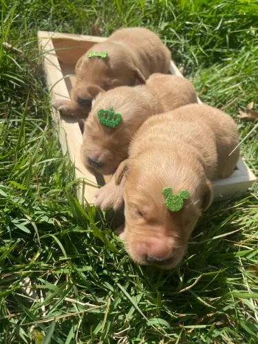 Filhote de Golden Retriever MACHO
