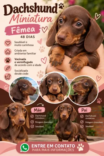 Fêmea de Dachshund miniatura