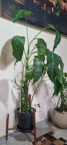 Comigo ninguém pode (PLANTA)