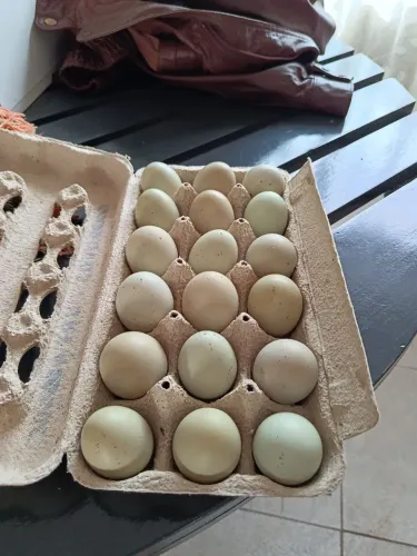 Galinha balão Motley ovos e pintinhos