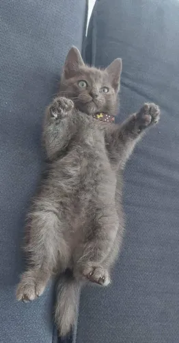 Gatinho Angorá Cinza Azul 50 diaa Macho Lindão