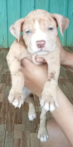 Pit Monsters